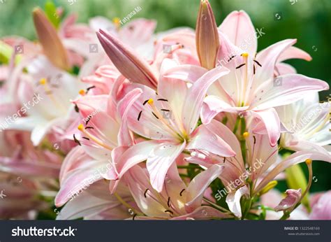 lilium spring pink   images   images vectorielles de