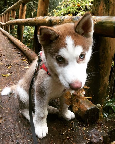 ボード「Red Siberian Husky」のピン