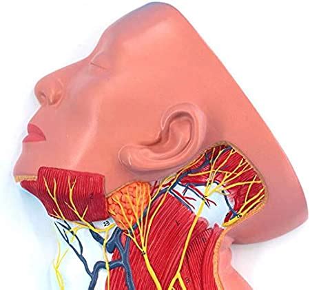 Detail Anatomie Hals Koleksi Nomer 6