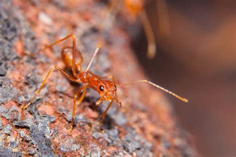Fire Ant | Animal Kingdom