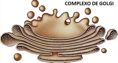 Complexo De Golgi