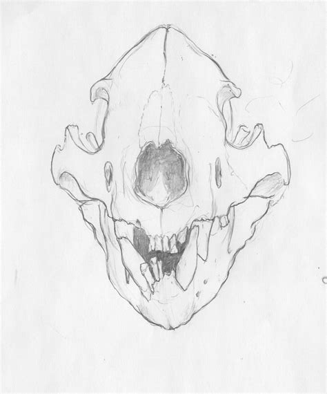 Bear Skull Drawing at GetDrawings | Free download