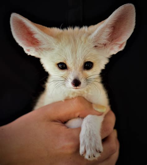 Can Fennec Fox Breed With Dogs