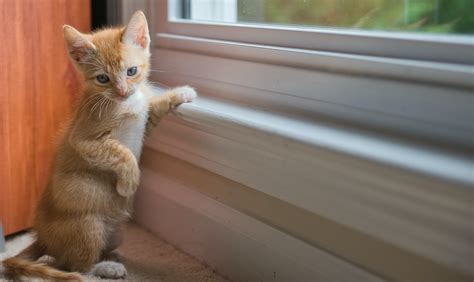 The Complete Guide to Correcting Bad Behavior in Cats