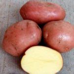 Сорт картофеля «Беллароза» – описание и фото