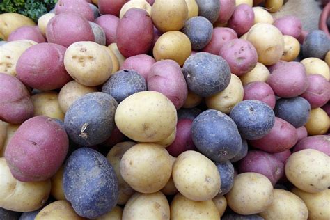 When and How To Harvest Homegrown Potatoes | Gardener's Path