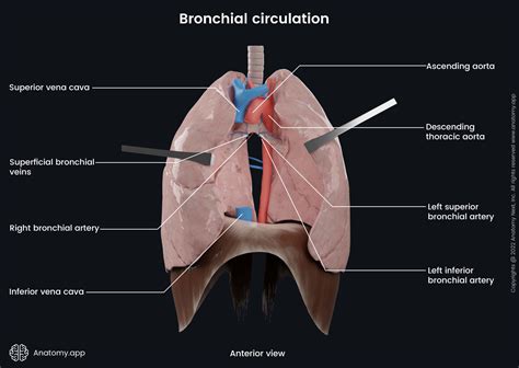 Lungs | Anatomy.app