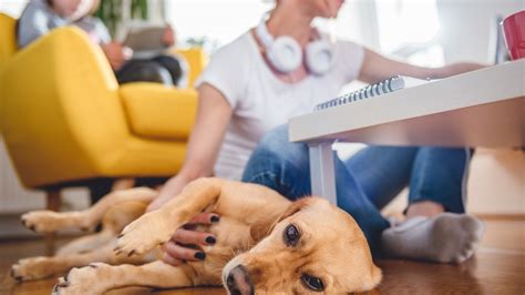 how to make my dog like me