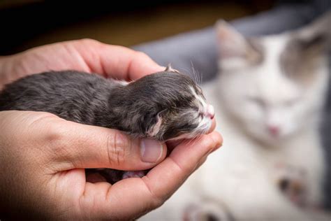 Birth in Cats - Signs of Labour and the Delivery Process - Cat-World