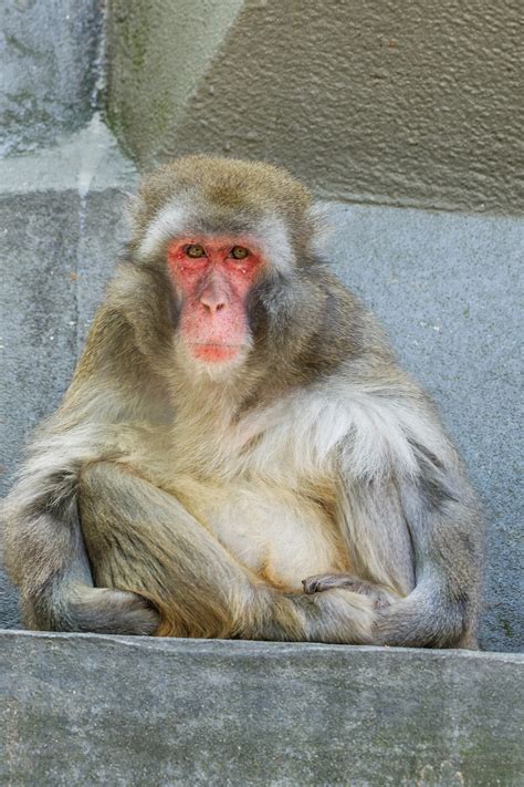 Monkey Nature - Free photo on Pixabay - Pixabay