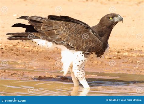 A Martial Eagle Flapping It`s Wings Royalty-Free Stock Photography ...