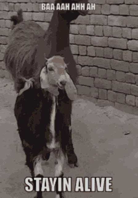 Goat Goats GIF - Goat Goats Dancing - Discover & Share GIFs