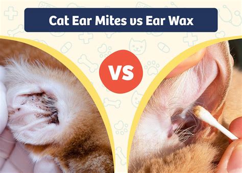 understanding cat ear wax effective solutions