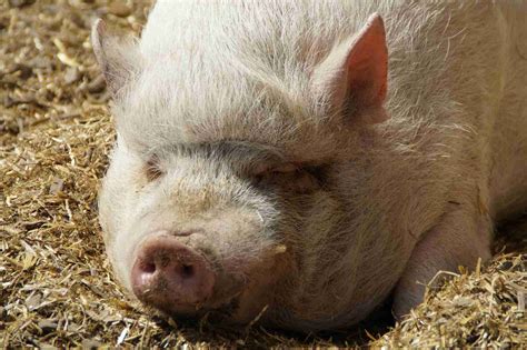 8 Facts About Teacup Pigs That Arent So Cute - EroFound