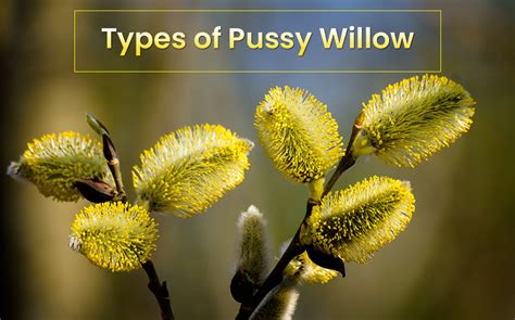 willow definition  luca glossop blog