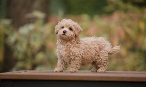 10 Incredible Maltipoo Facts