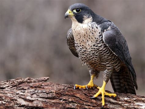 Peregrine Falcon Bird Facts (Falco peregrinus) | Birdfact