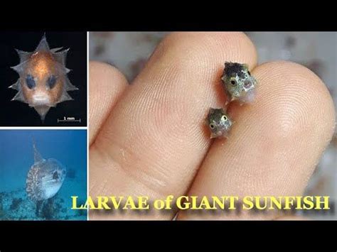 scientists discover tiny larvae  sunfish    time