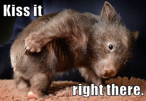 I Can Has Cheezburger? - Wombat - Page 2 - Funny Animals Online - Cheezburger