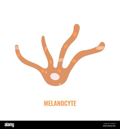 Melanocyte biology and skin tone pigmentation diagram Stock Vector ...