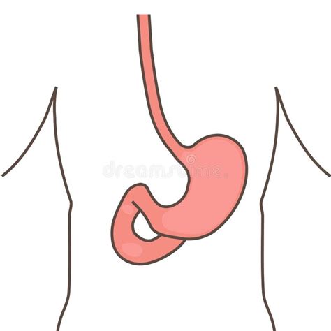 The human digestive system stock vector. Illustration of outline ...