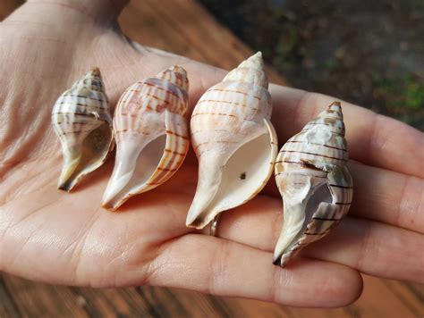 Banded Tulip Shells per Dozen Florida Gulf Coast Seashells Bulk Shells