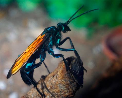 Poisonous animals of the Dominican Republic