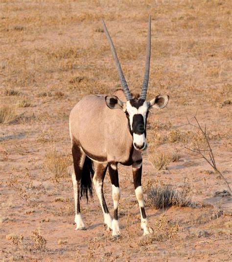 gemsbok wallpapers wallpaper cave