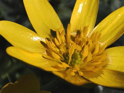 Shot with Xiaomi note 10 pro 🌺 : r/mobilephotography