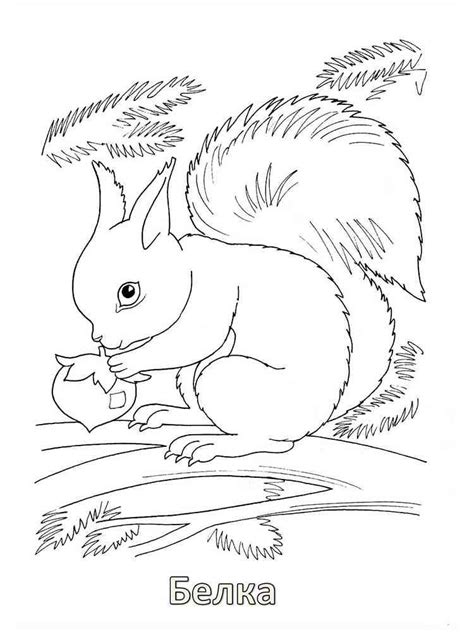 Forest Animals coloring pages