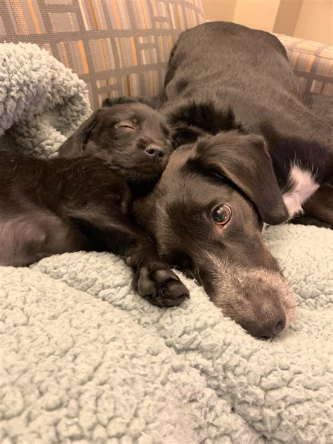 Puppy fell asleep : Eyebleach