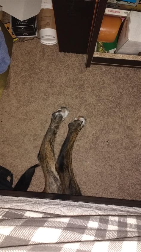 My puppy was whining because he cant fit under my bed anymore. I look