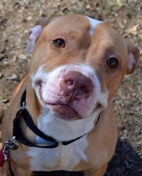 American Pitbull: fotky, popis a vlastnosti plemene, vlastnosti péče a ...