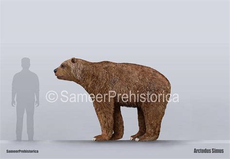 Arctodus Simus Size by SameerPrehistorica on DeviantArt