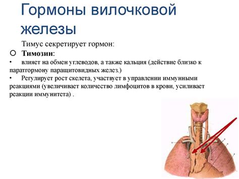 Гормоны и их функции - презентация онлайн