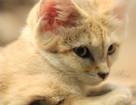 Sand Cat Kittens in Cincinnati - ZooBorns