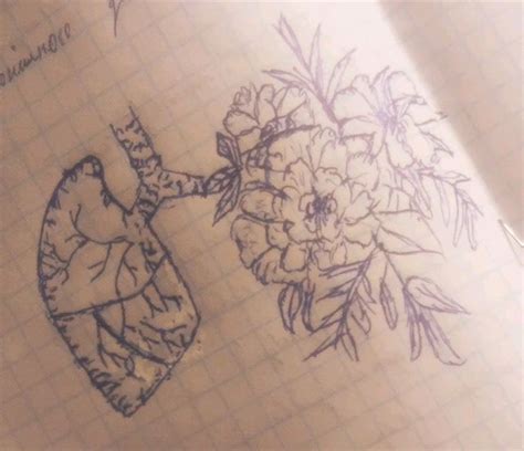 легені малюнок