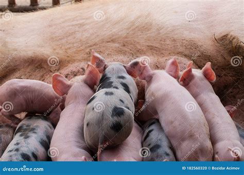 Small Piglet and Adult Pig in a Farm.Domestic Animal Stock Photo ...