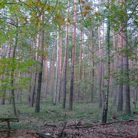 grunewald  supernaut