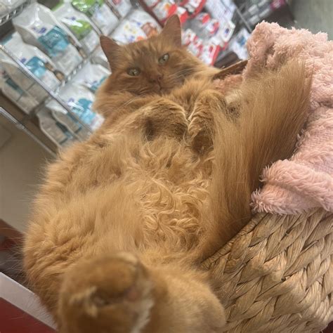 Belfast Veterinary Clinic | Christchurch