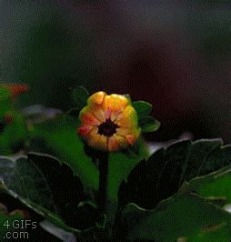 dahlia flower blooms