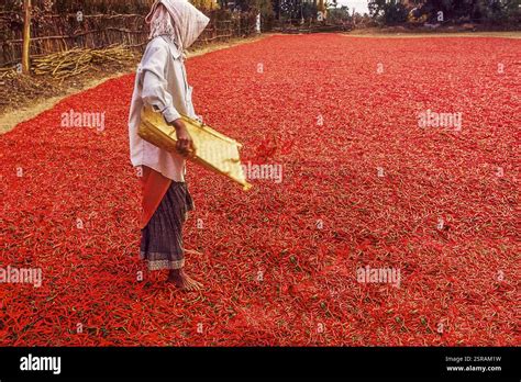woman spreading red chili  drying bhadrachalam telangana andhra
