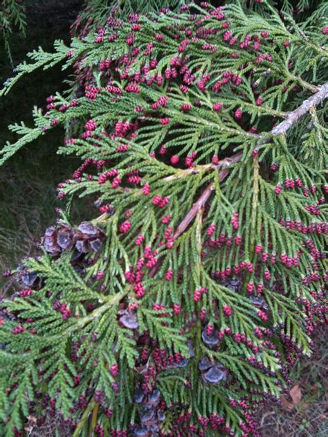 Arborvitaes: Plant Care and Collection of Varieties - Garden.org