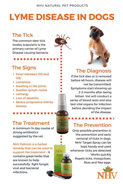 How Is Lyme Disease Diagnosed In Dogs