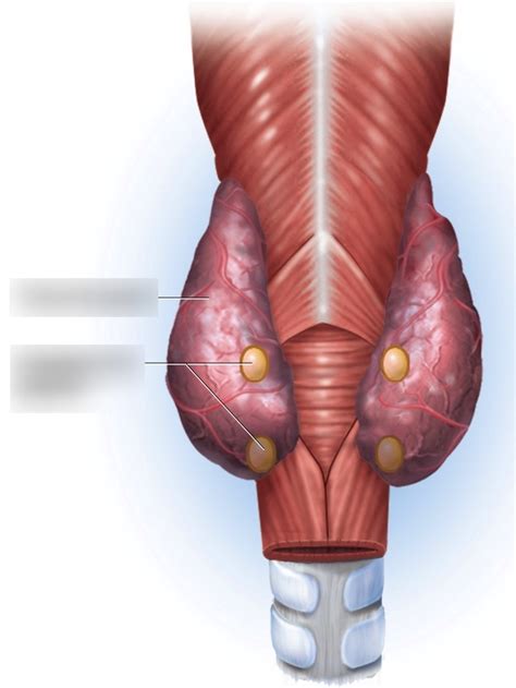 Parathyroid Glands Diagram | Quizlet