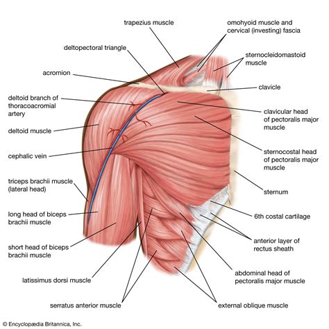 Shoulder | Rotator Cuff, Anatomy & Movement | Britannica