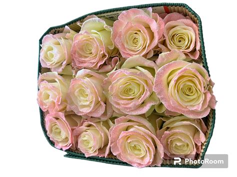 Cotton Candy Roses Flower Delivery Ottawa IL - Blythe Flowers
