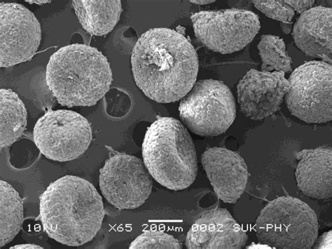 spicules fig  single spicule  scientific diagram