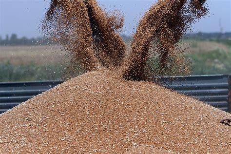wheat market remains  volatile   feed