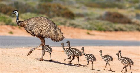 Discover 12 Modern-Day Animals That Look Like Dinosaurs! - A-Z Animals